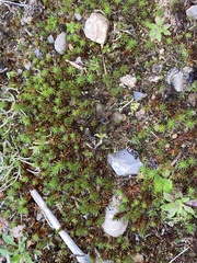 Polytrichum juniperinum