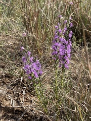 Liatris punctata