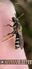 Lasioglossum
