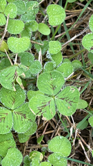 Trifolium subterraneum