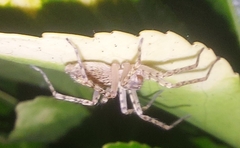 Anyphaena