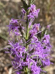 Liatris punctata