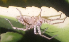 Anyphaena