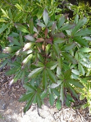 Pseudopanax