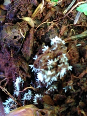 Agaricomycotina