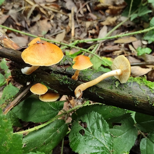 Gymnopilus penetrans (Fr.) Murrill