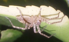 Anyphaena