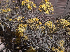 Senecio clivicola