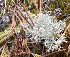 Cladonia portentosa