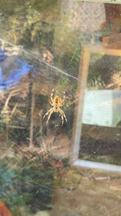 Araneus diadematus