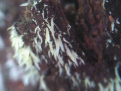 Agaricomycotina