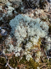 Cladonia portentosa