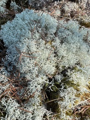 Cladonia portentosa