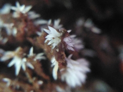 Agaricomycotina