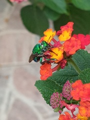 Euglossa