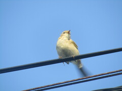 Phylloscopus trochilus
