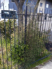 Plagianthus regius