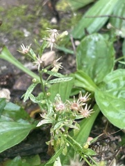 Erigeron canadensis