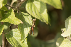 Eyprepocnemis plorans