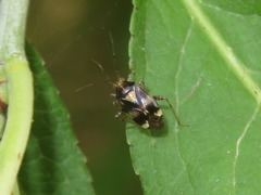 Liocoris tripustulatus