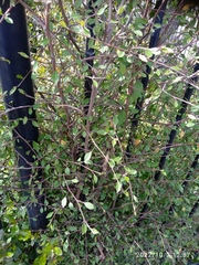 Plagianthus regius