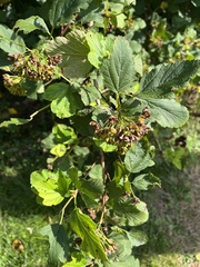 Physocarpus intermedius