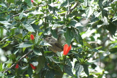 Diglossa baritula