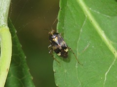 Liocoris tripustulatus
