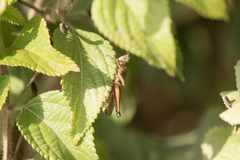 Eyprepocnemis plorans