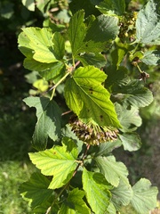 Physocarpus intermedius