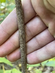Frangula caroliniana
