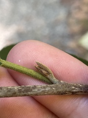 Frangula caroliniana