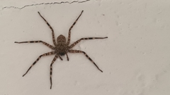 Selenops