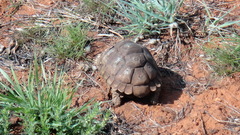 Psammobates oculifer