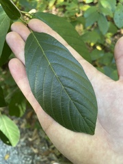 Frangula caroliniana