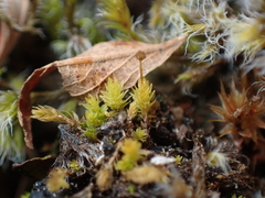 Aulacomnium androgynum