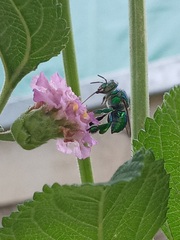 Euglossa