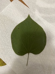 Cercis canadensis