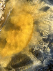 Phacellophora camtschatica