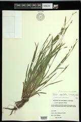 Carex laxiculmis copulata