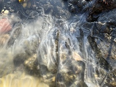 Phacellophora camtschatica