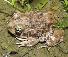 Tomopterna delalandii