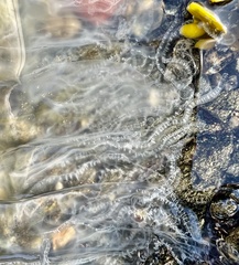 Phacellophora camtschatica