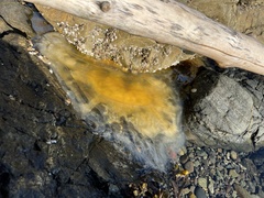 Phacellophora camtschatica