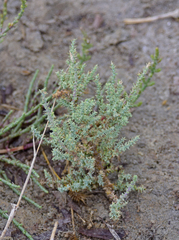 Juniperus macrocarpa
