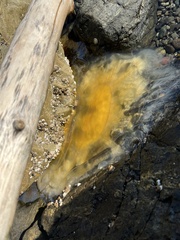 Phacellophora camtschatica