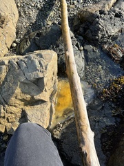 Phacellophora camtschatica