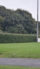 Motacilla alba yarrellii