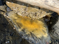 Phacellophora camtschatica