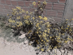 Senecio clivicola